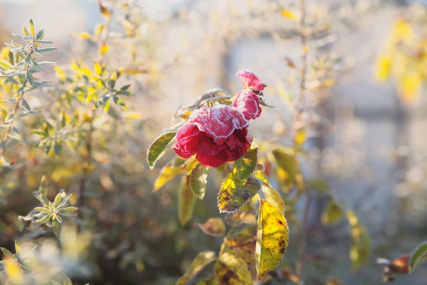 Yapraklara Sabahın Erken Saatlerinde Dondu Frost Yabani Gül — Stok fotoğraf