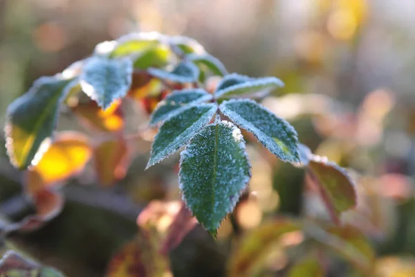 Abord Gelé Tôt Matin Aux Rayons Soleil Feuilles Rose Sauvage — Photo