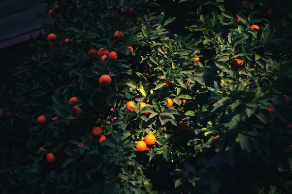 Oranges Sur Les Branches Lumière Coucher Soleil Athènes Grèce Iso — Photo