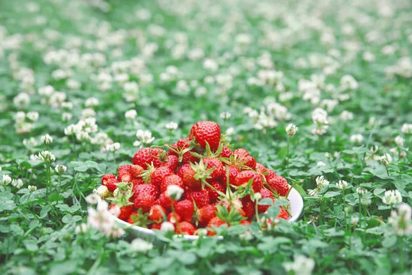Fresh organic strawberries in a bowl on a green grass clower. — Stock Photo, Image