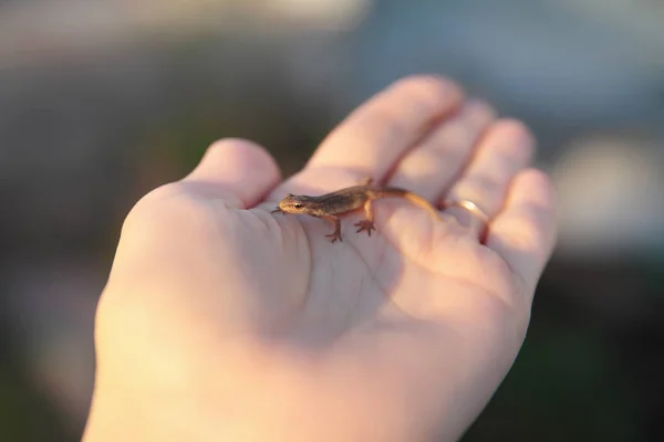 Newt em uma mão . — Fotografia de Stock