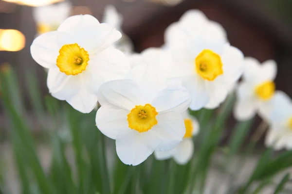 Primeiras Flores Primavera Daffodils Sunset Branco — Fotografia de Stock