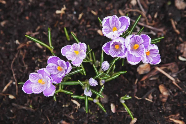 Premières Fleurs Printanières Crocus — Photo