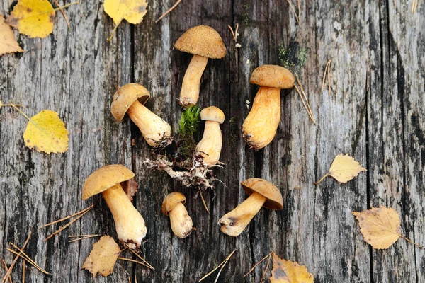 Champignons d'automne aux feuilles jaunes sur un vieux fond de bois . — Photo