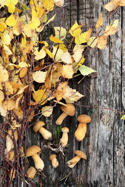 Setas de otoño con rama de abedul amarillo en un antiguo respaldo de madera —  Fotos de Stock