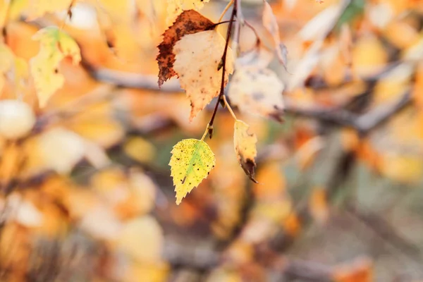 Ormanın içinde sarı yaprakları ile sonbahar huş ağacı dalı. — Stok fotoğraf