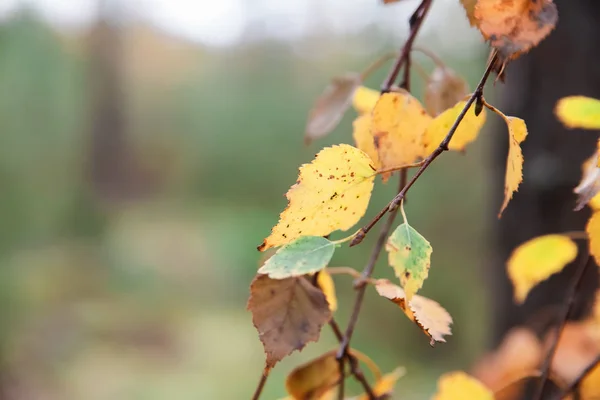 Ormanın içinde sarı yaprakları ile sonbahar huş ağacı dalı. — Stok fotoğraf
