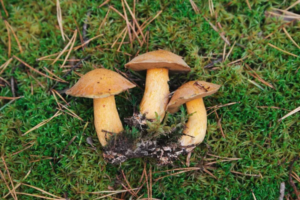 Outono cogumelos musgosos no fundo musgo verde . — Fotografia de Stock