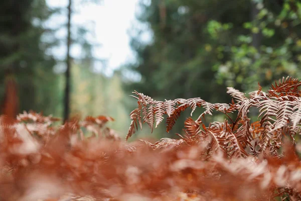 Fougère rouge d'automne dans la forêt le matin soleil, backgrou automne — Photo