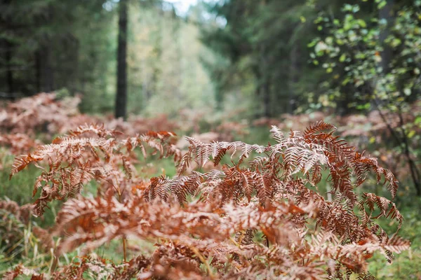 在早晨的阳光下，秋天酒泉森林里的红色秋天蕨类 — 图库照片#