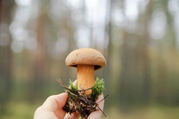 在森林里的秋天 mossiness 蘑菇。. — 图库照片#