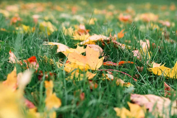 Gele en rode esdoorn bladeren op groen gras achtergrond. — Stockfoto