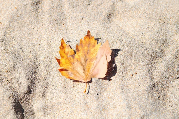 黄色的秋叶在沙滩上。秋天在海滩上 — 图库照片#