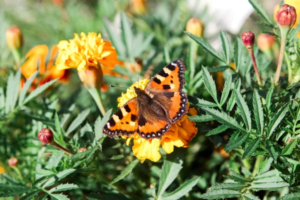 La mariposa se sienta en las flores de caléndula . —  Fotos de Stock