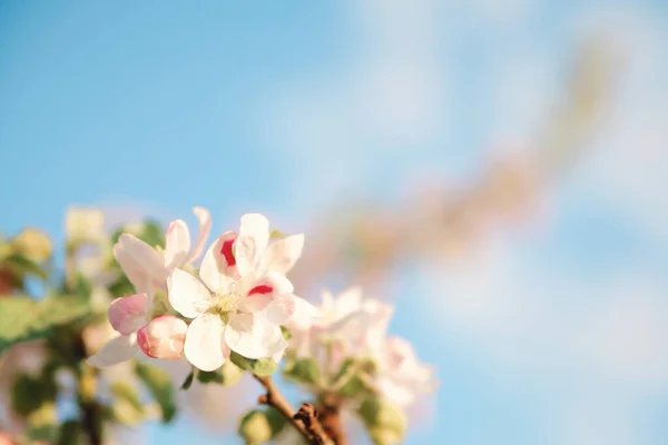 Vårblomning Äppelträd Första Blommor Stockbild