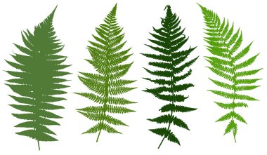 Illustration of different ferns clipart