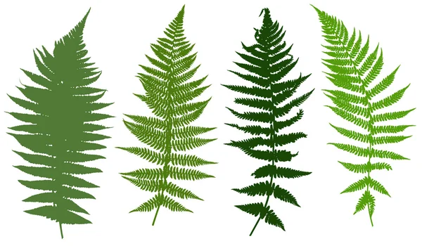 Illustration of different ferns Royalty Free Stock Vectors