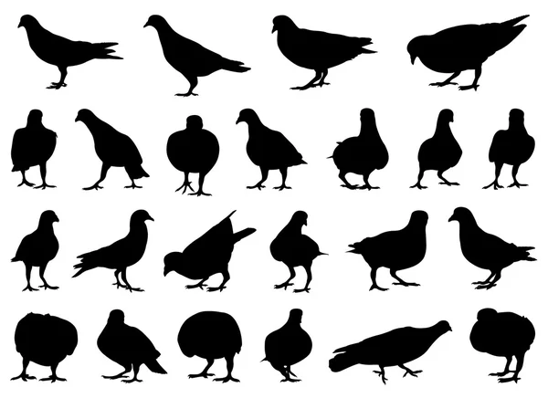 Ensemble de colombes différentes — Image vectorielle