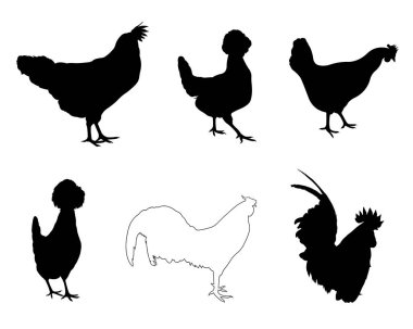 Farklı tavuk ve horozlar