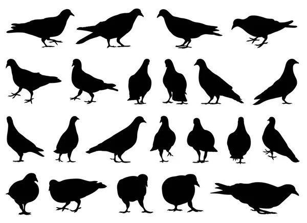 Farklı güvercinler çizimi — Stok Vektör