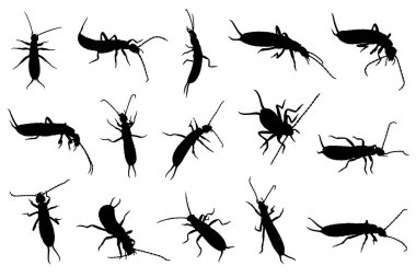Farklı earwigs beyaz izole kümesi