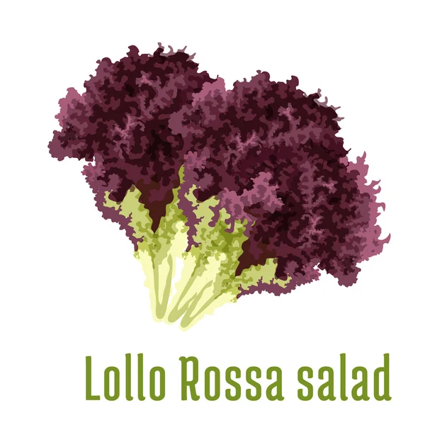 Icône de légumes salade Lollo Rossa — Image vectorielle