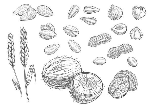 Nueces, iconos de boceto de lápiz de grano — Archivo Imágenes Vectoriales