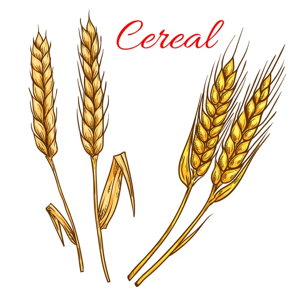 谷物小麦和黑麦的耳朵孤立的矢量图标 — 图库矢量图片