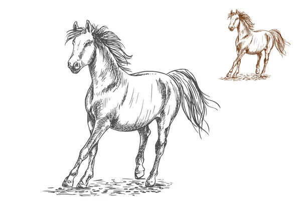 Kůň tryskem skica portrét — Stockový vektor