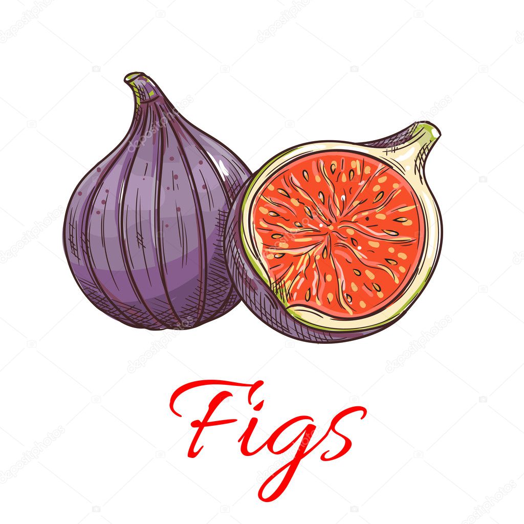 Figs fruits isolated botanical icon