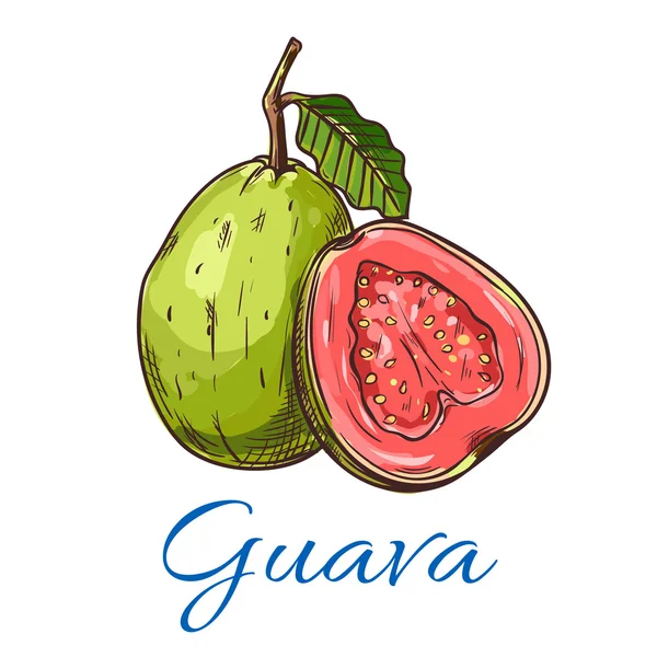Icono vector de fruta de guayaba — Vector de stock