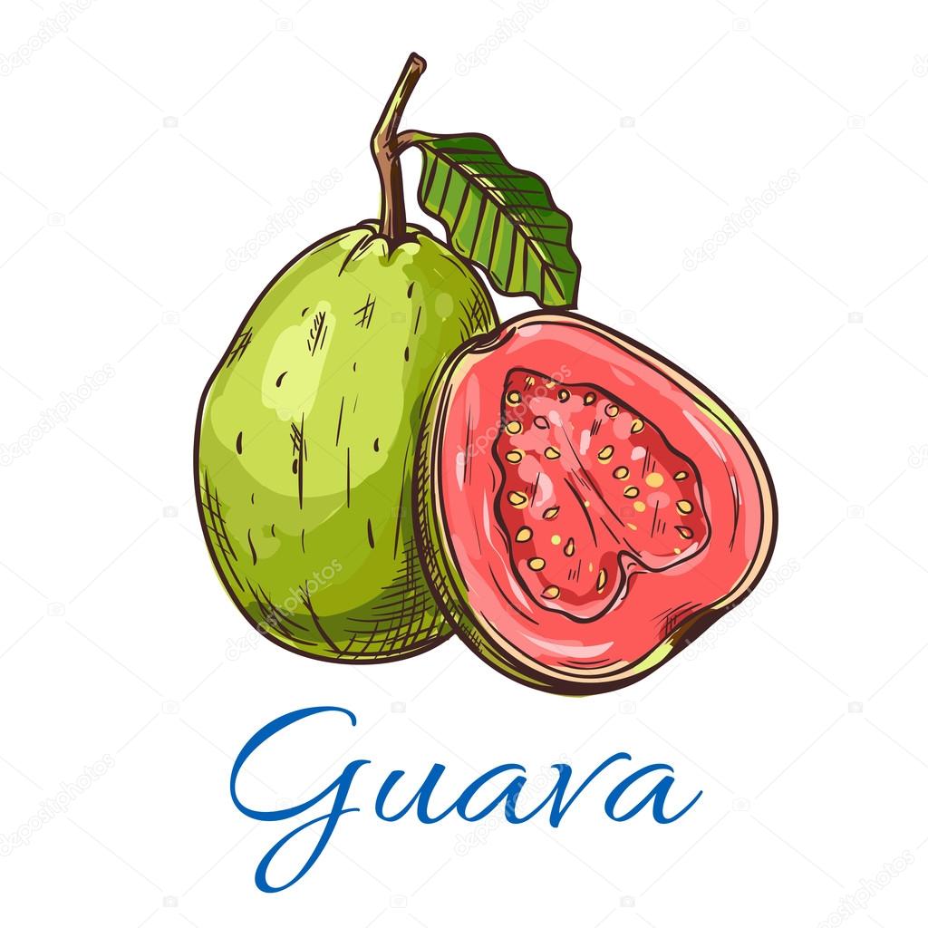 Frutas guayaba madura imágenes de stock de arte vectorial | Depositphotos