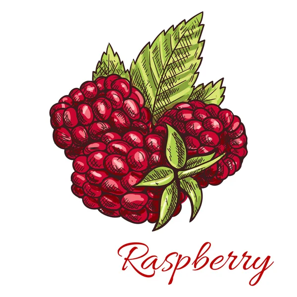 Buah raspberry dengan sketsa daun hijau - Stok Vektor