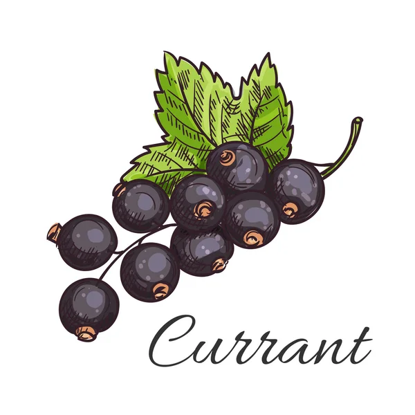 Μαύρη σταφίδα φρούτα υποκατάστημα με φύλλο σκίτσο — Διανυσματικό Αρχείο