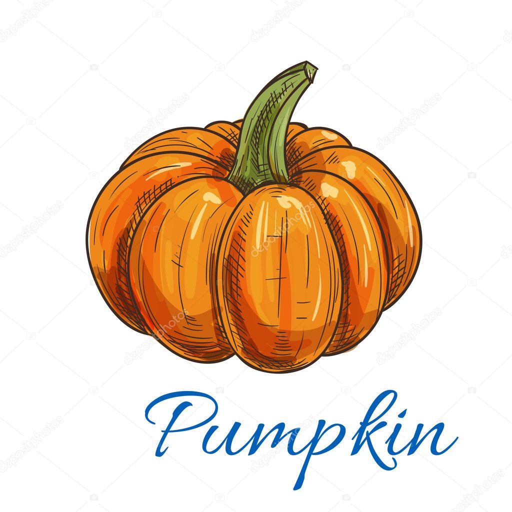 Orange autumn pumpkin vegetable sketch — Stock Vector © Seamartini