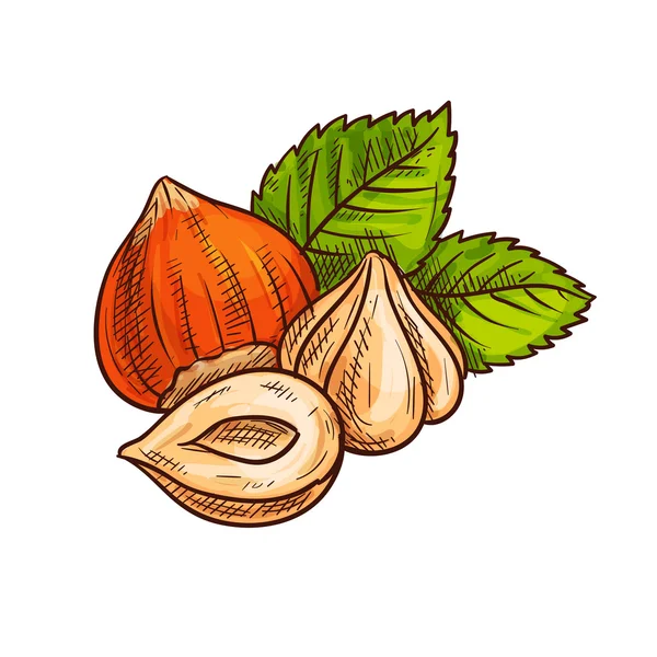 Орех с эскизом зеленых листьев — стоковый вектор