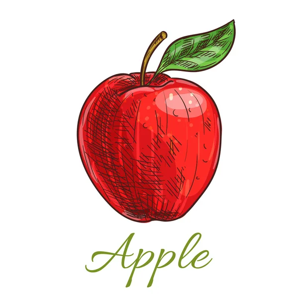 Färska röda äpplen frukt med leaf skiss — Stock vektor