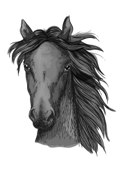 Disegno testa di cavallo arabo nero — Vettoriale Stock