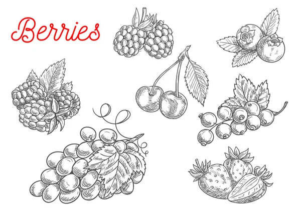Sommerfrucht- und Beerenskizze für Food Design — Stockvektor