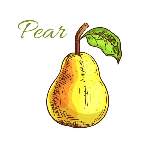 Gula päron frukt isolerade skiss — Stock vektor