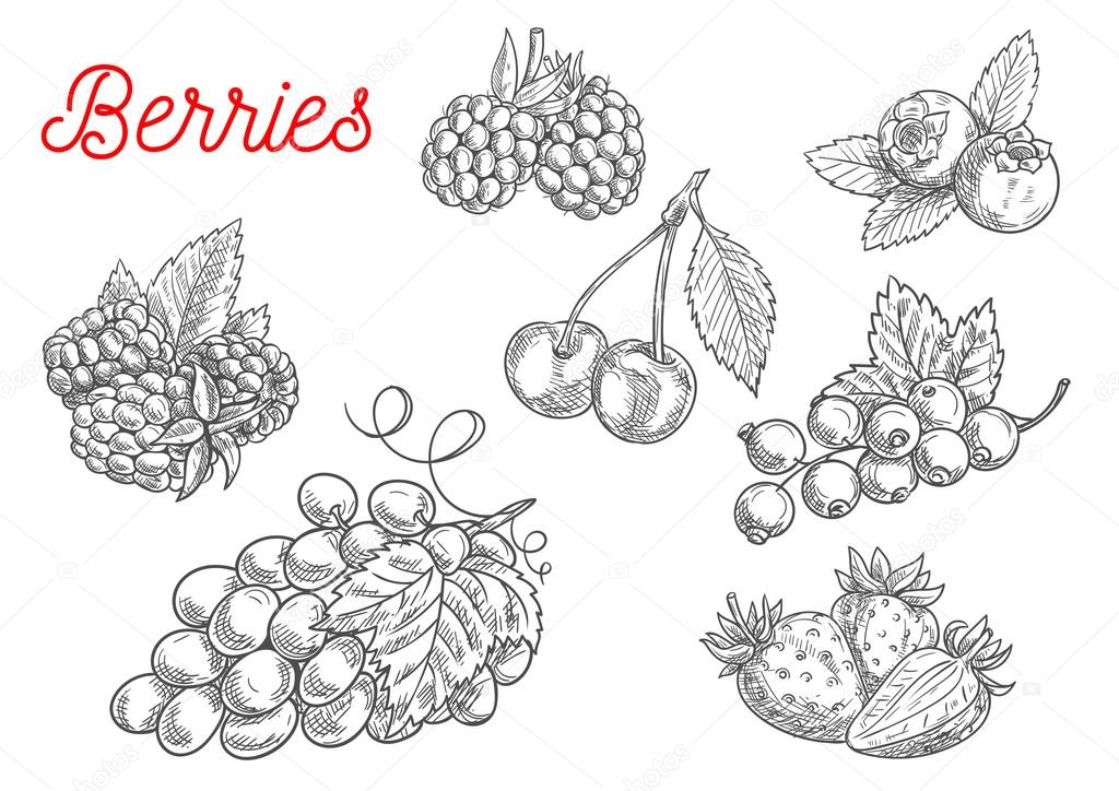 Summer fruit and berry sketch for food design
