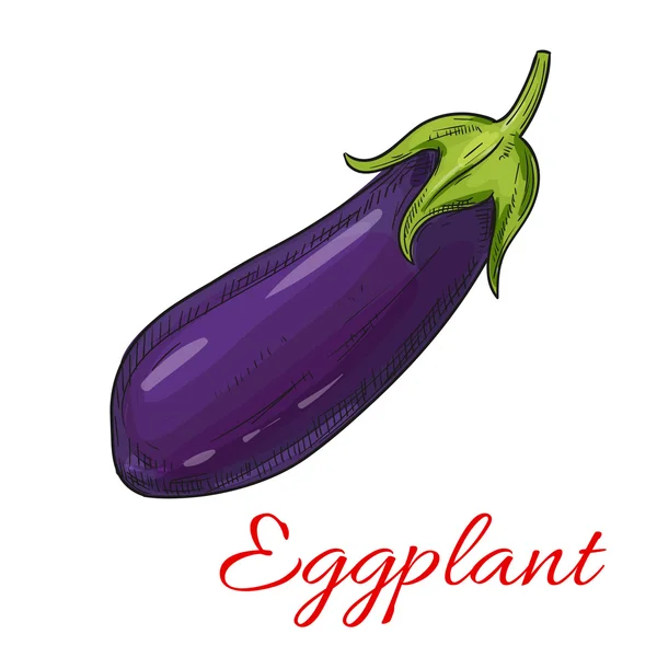 Geschetst van de aubergine of aubergine-groente — Stockvector