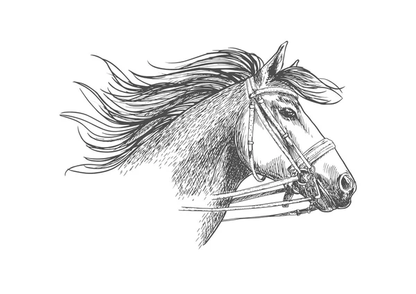 Bosquejo de la cabeza de caballo en una brida — Vector de stock