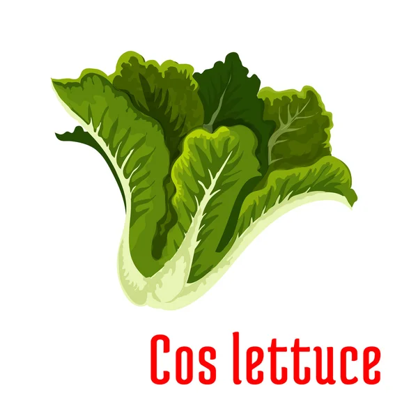 Icono de lechuga verde fresca, estilo de dibujos animados — Vector de stock