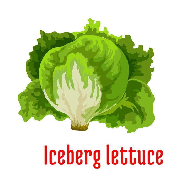 Ícone vegetal de alface de iceberg com folhas verdes — Vetor de Stock