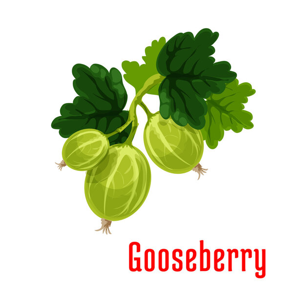 Gooseberry fruit botanical icon