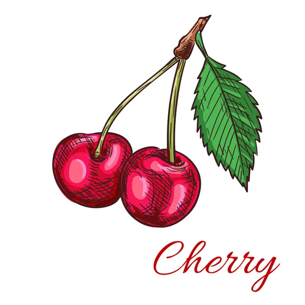 Cherry berries vector icon — Stock Vector