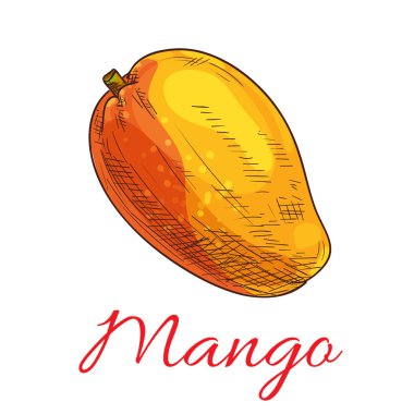 Mango meyve vektör renk çizim simgesi