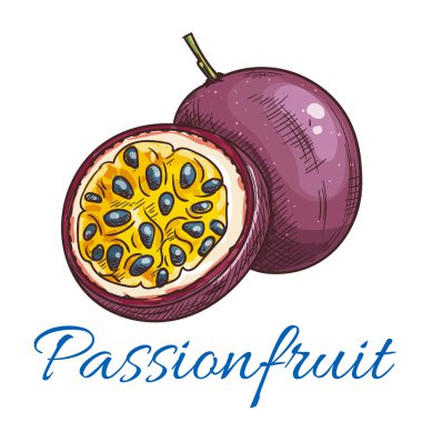 Passion meyve vektör renk kroki simgesi