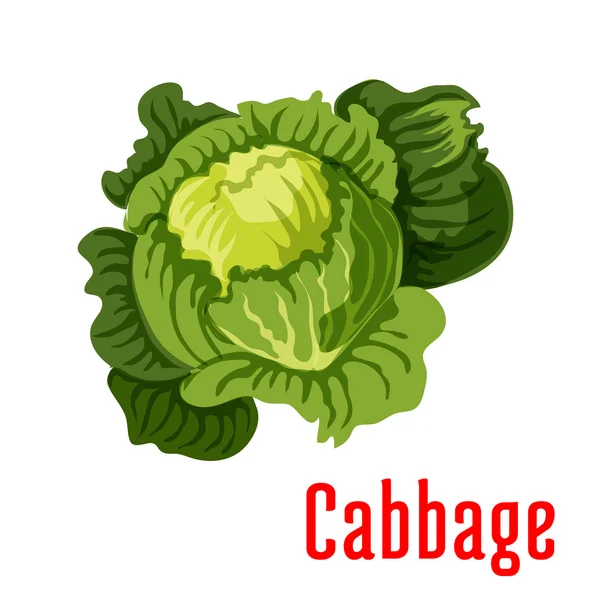 Cabbage vegetable vector icon — Stock Vector